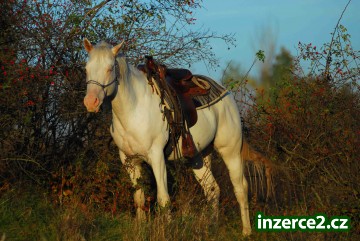 appaloosa připouštění_2 241626_2.jpg