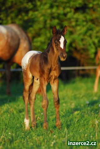 appaloosa hříbata_1 241627_1.jpg