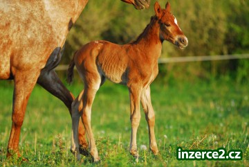 appaloosa hříbata_2 241627_2.jpg