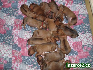 Krásná štěňátka - Rhodéský Ridgeback_1 242199_1.jpg
