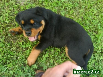 Rottwailer - bez PP_1 242208_1.jpg