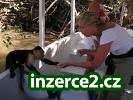Dvě krásné kapucín opice PRO PŘIJETÍ_1 242789_1.jpg
