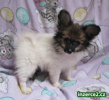 papillon_1 243105_1.jpg