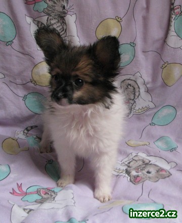 papillon_2 243105_2.jpg
