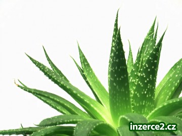 ALOE VERA_1 243112_1.jpg
