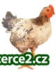 KALIMERO SELSKÉ KUŘE_2 243315_2.jpg