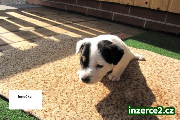 Prodám štěně Jack Russel teriéra -fenečku - bez PP_1 244085_1.jpg