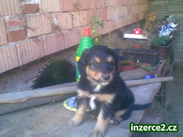 Štěnata_1 24437_1.jpg