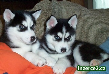 Husky krásná štěňata k přijetí_1 244514_1.jpg
