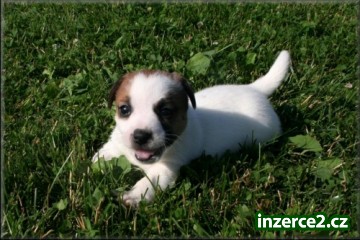Jack russell terier_1 244649_1.jpg