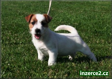 Jack russell terier_2 244649_2.jpg