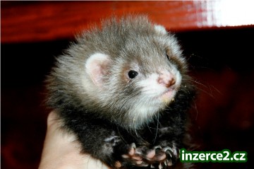 FRETKA - Angorská holčička s průkazem původu, sleva možná_1 244730_1.jpg