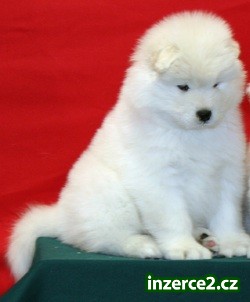 Žena nejroztomilejší Samojed dorost_1 245120_1.jpg