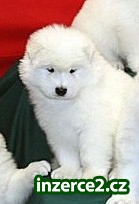 Žena nejroztomilejší Samojed dorost_2 245120_2.jpg