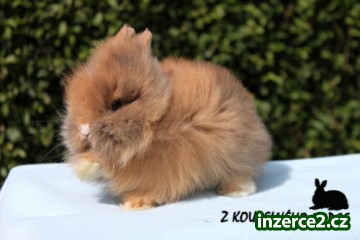 Luxusní teddy sameček k odběru_2 245297_2.jpg