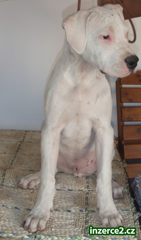 argentinska doga-stenetko s pp za vyhodnou cenu!_2 245310_2.jpg