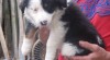 Border kolie 245360_t.jpg