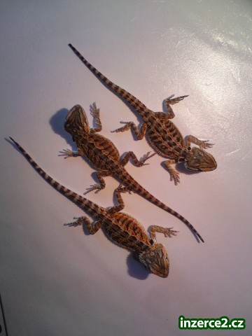 Agama Vousatá_1 245433_1.jpg