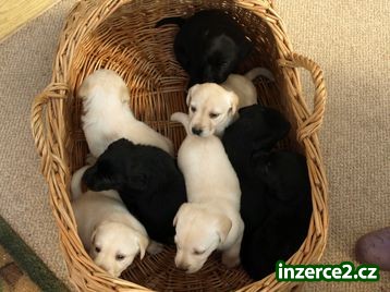 Štěňátka Labrador Retriever_1 245621_1.jpg