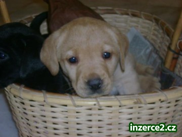 Štěňátka Labrador Retriever_2 245621_2.jpg