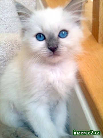 Ragdoll krásná koťata_2 245661_2.jpg