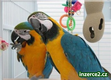 Mám pár modrých a zlatých macaws._1 245680_1.jpg
