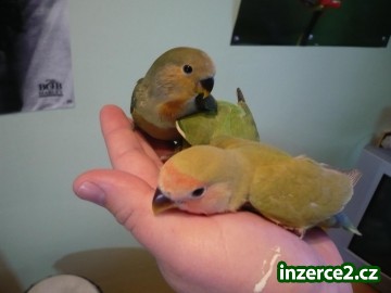 ručně dokrmený agapornis růžohrdlý_1 245759_1.jpg