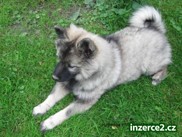 Německý špic velký_2 245765_2.jpg
