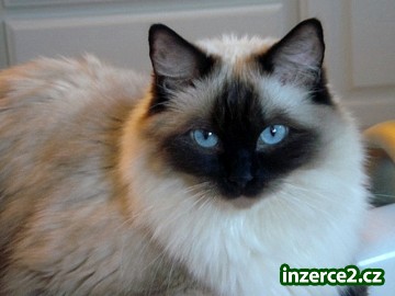 Koťátka ragdoll_1 246303_1.jpg