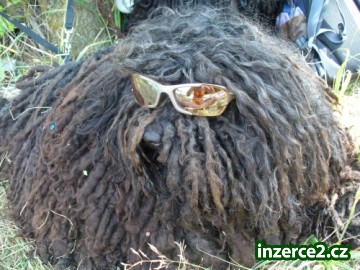 Puli černý s PP_1 246346_1.jpg