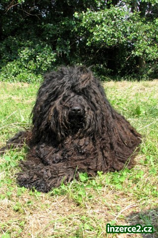 Puli černý s PP_2 246346_2.jpg