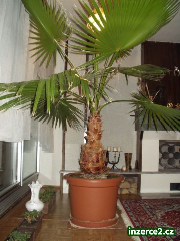 Palma_2 24689_2.jpg