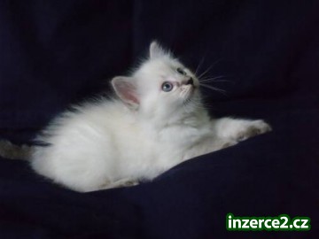 Ragdoll - koťátka_1 247418_1.jpg