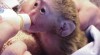 krásné baby opice kapucín 248946_t.jpg