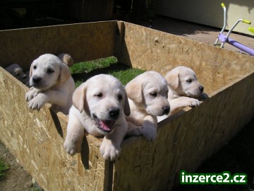 Labrador štěŇATA_1 2489_1.jpg