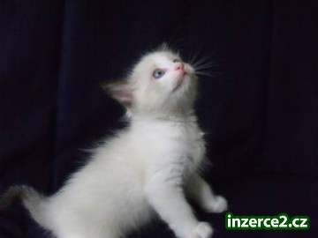 Ragdoll - koťátka_2 249117_2.jpg