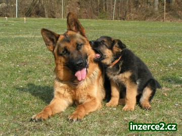 Krásné fotografiie vašich miláčků a další_1 249171_1.jpg