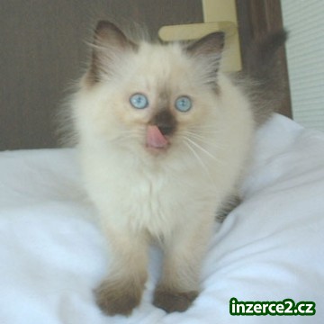 Překrásná koťata - Ragdoll_2 249248_2.jpg