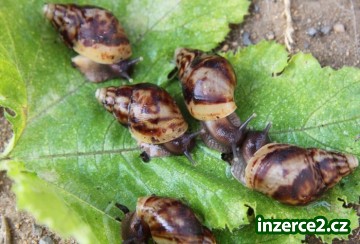 Velký africký šnek Achatina reticulata / Oblovka síťkovaná_2 249353_2.jpg