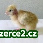 SELSKÉ KUŘE - KALIMERO_1 249491_1.jpg