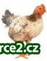 SELSKÉ KUŘE - KALIMERO_2 249491_2.jpg