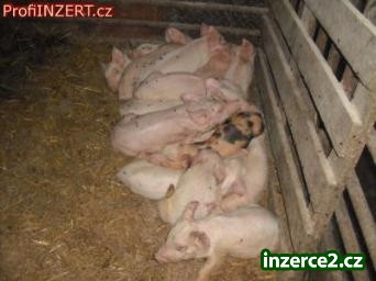 selata na gril_1 249557_1.jpg
