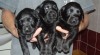 Štěňátka Labrador 249838_t.jpg