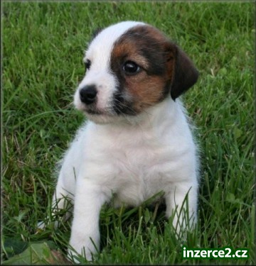Jack russell terier_1 250224_1.jpg