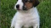 Jack russell terier 250224_t.jpg