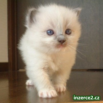Ragdoll modrý kocourek_1 250447_1.jpg
