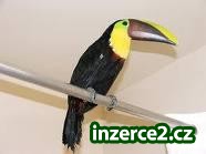 Přátelský a hravý Toucan ptáků re navádění_1 250517_1.jpg