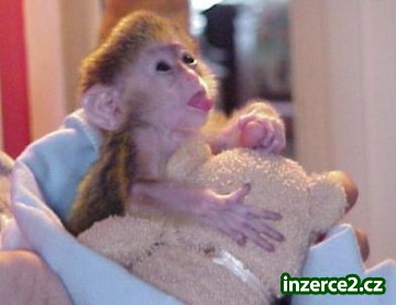 rozkošný kapucín baby opice dvojče_2 250519_2.jpg