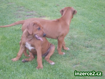 Štěňata Rhodéského Ridgebacka s PP_2 250538_2.jpg