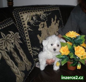 maltézáček_1 250878_1.jpg